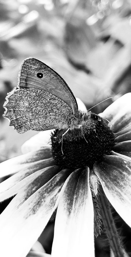 Photograph by Елена (Мори) Кузнецова