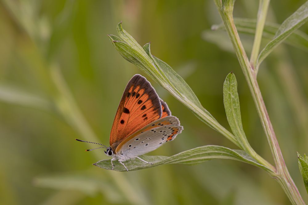Photograph by Екатерина Бурикова