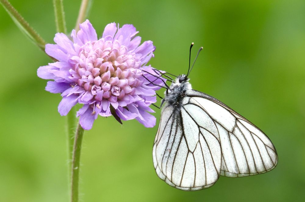 Photograph by Максим Григорьев