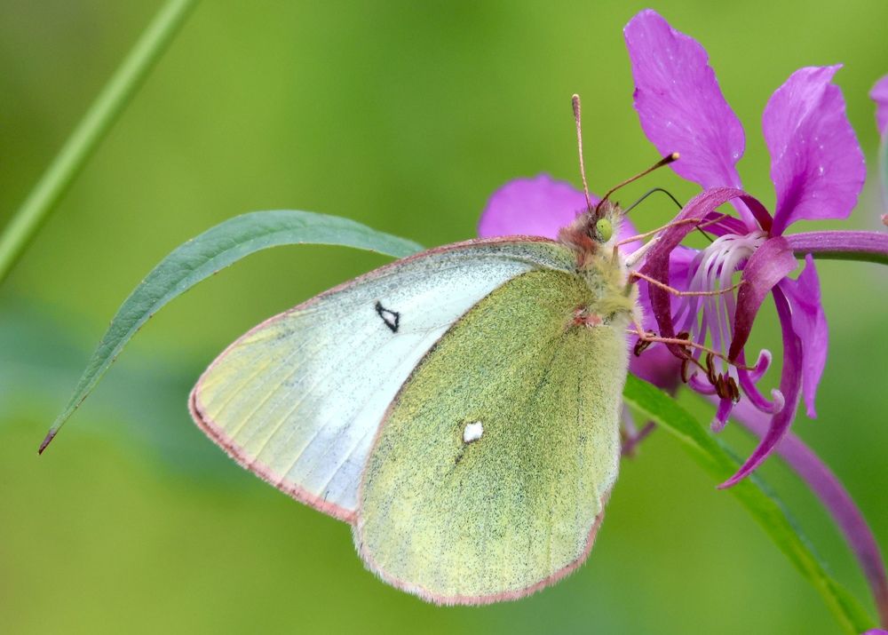 Photograph by Максим Григорьев