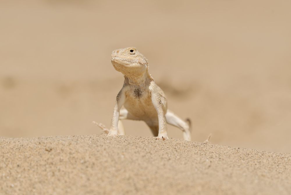 Photograph by Олег Милеев (Каминцев)