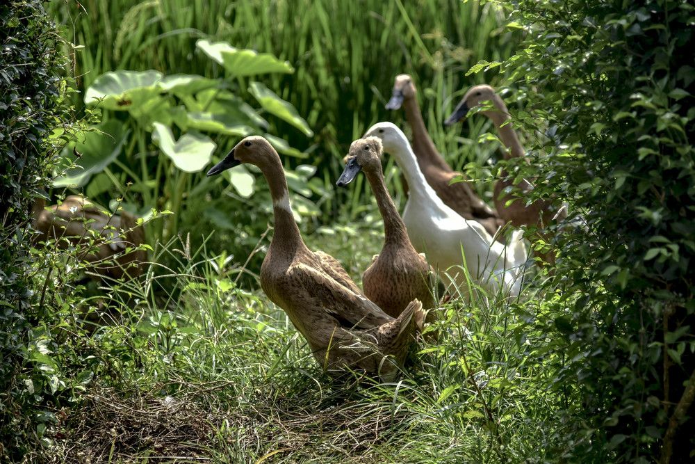 Ducks on the edge of the rice field