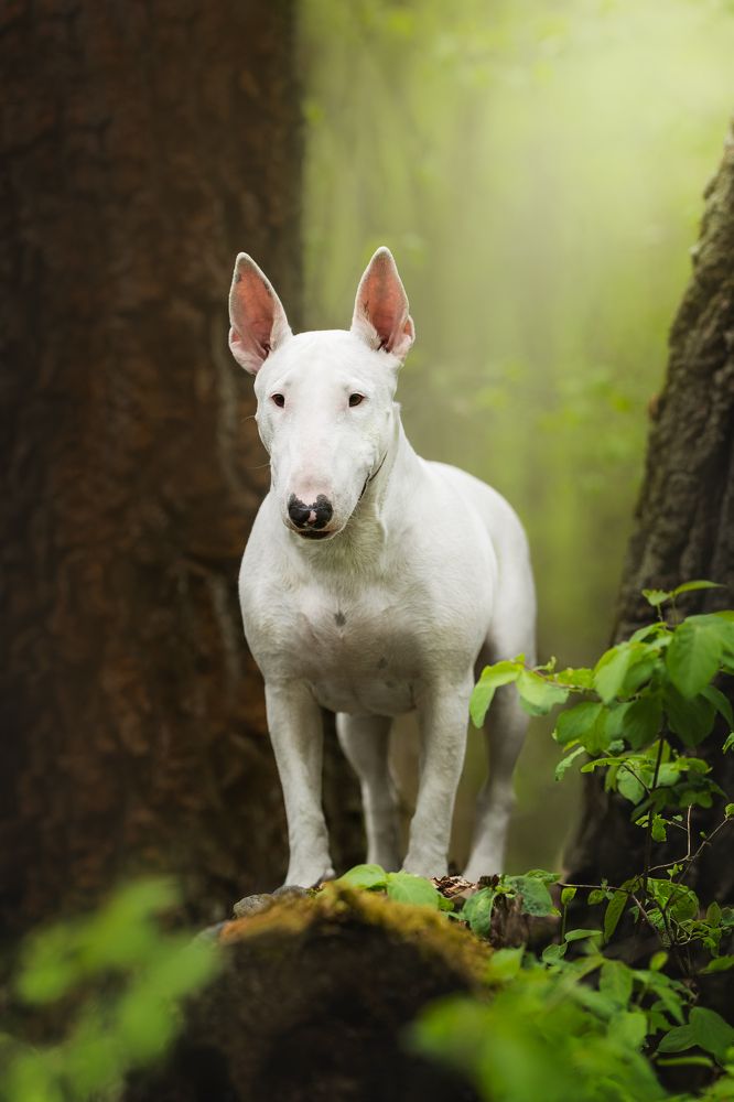 Photograph by Мария Мадзик