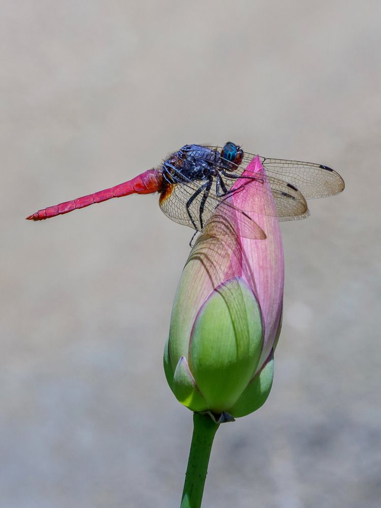 Photograph by Benny Chan