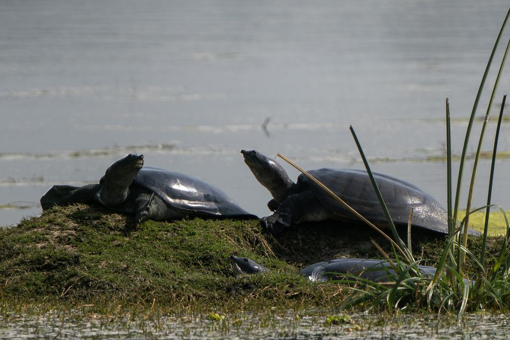 Photograph by Gurvinder Chhabra