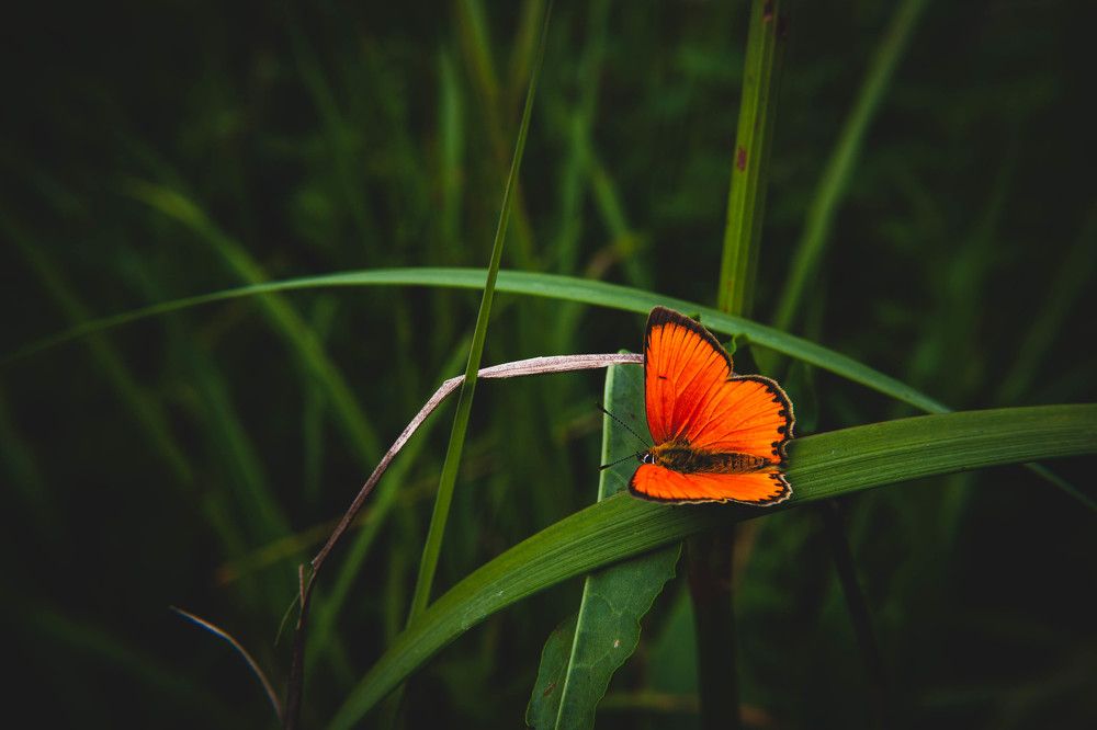 Фотография автора Ирина Гриценко