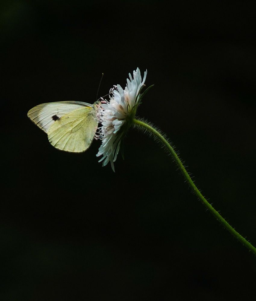 Photograph by Владимир Орлов
