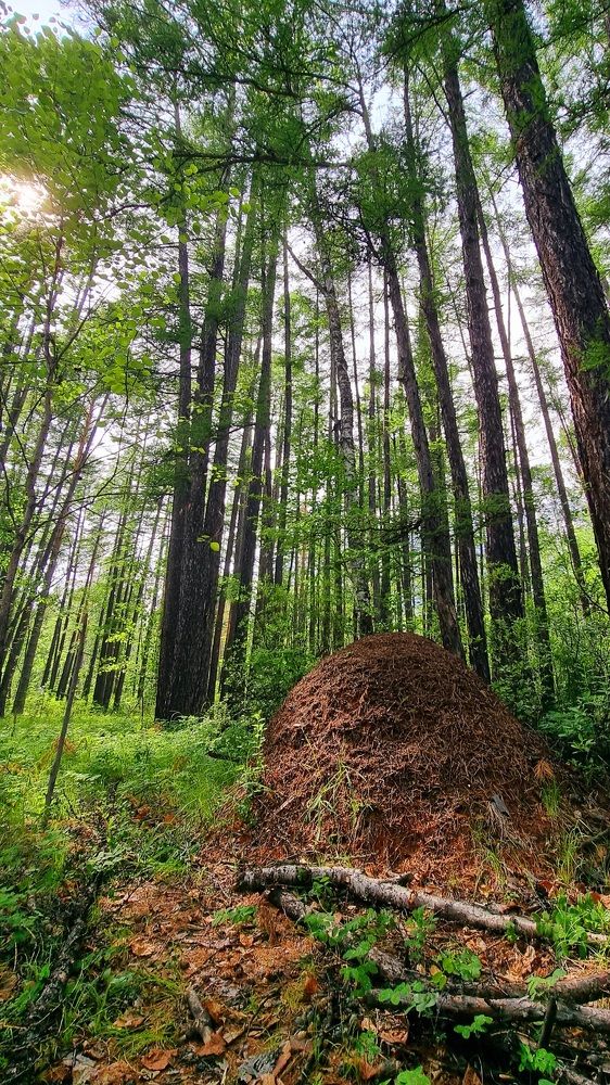 Photograph by Эдуард Горбов