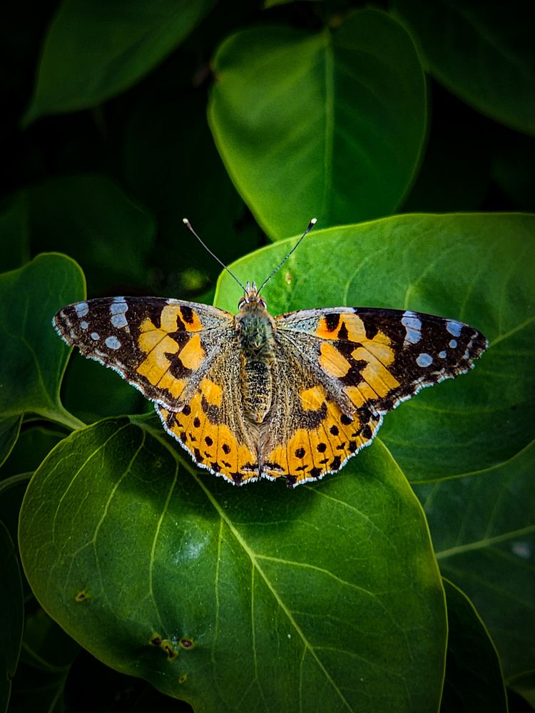 Photograph by Chic.chiquitita