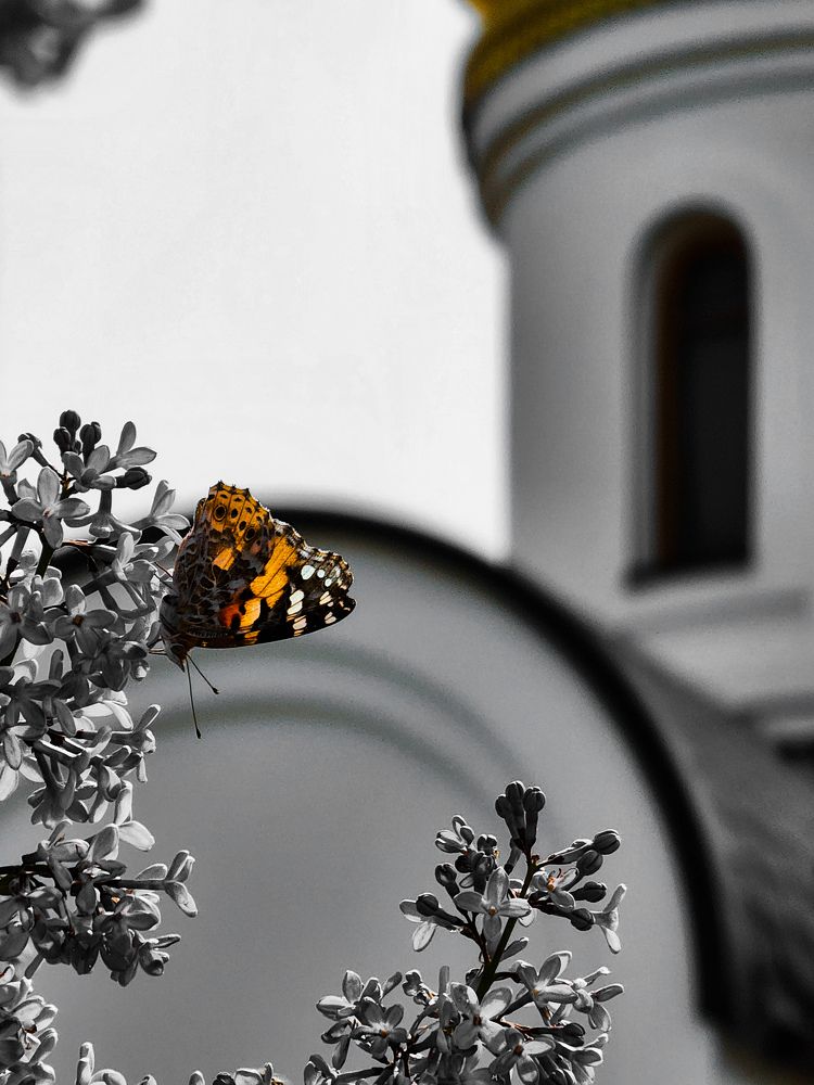 Photograph by Chic.chiquitita