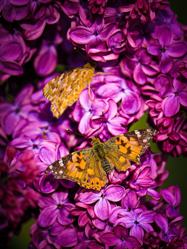 Photograph by Chic.chiquitita