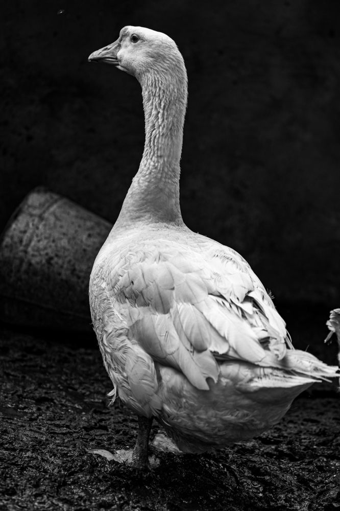 Photograph by Владимир Коновалов