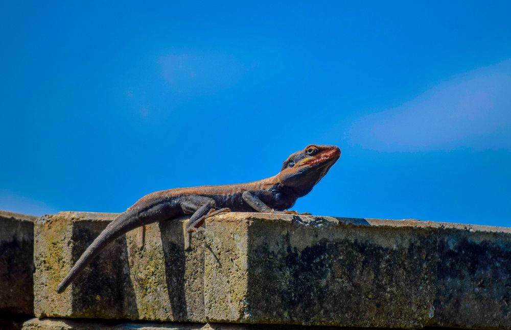 PENINSULAR ROCK AGAMA