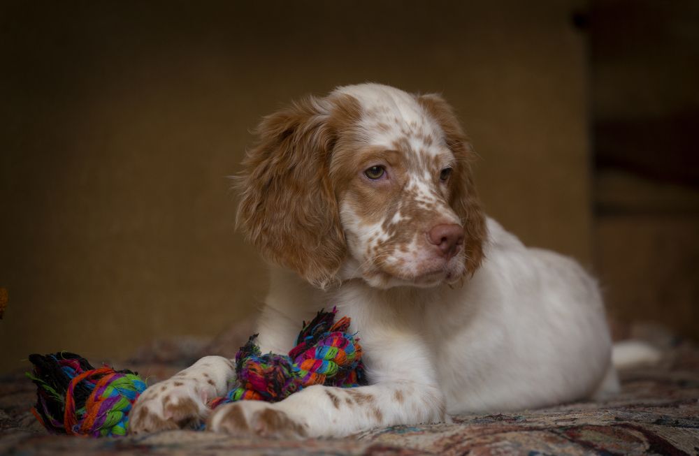 Photograph by Александр Чибиркин