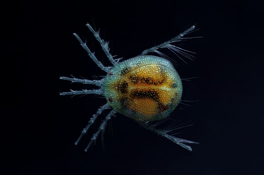 Hydrachnidia