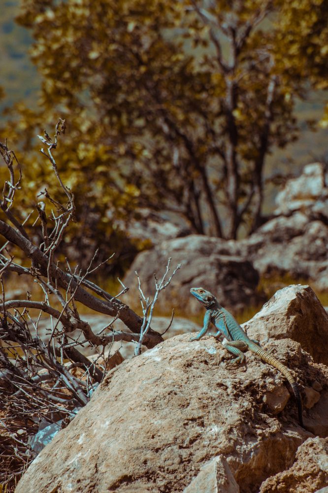 Photograph by Ehsan Fathi