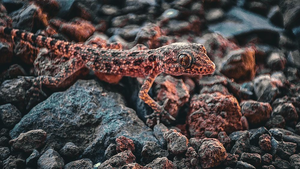 Photograph by Ehsan Fathi