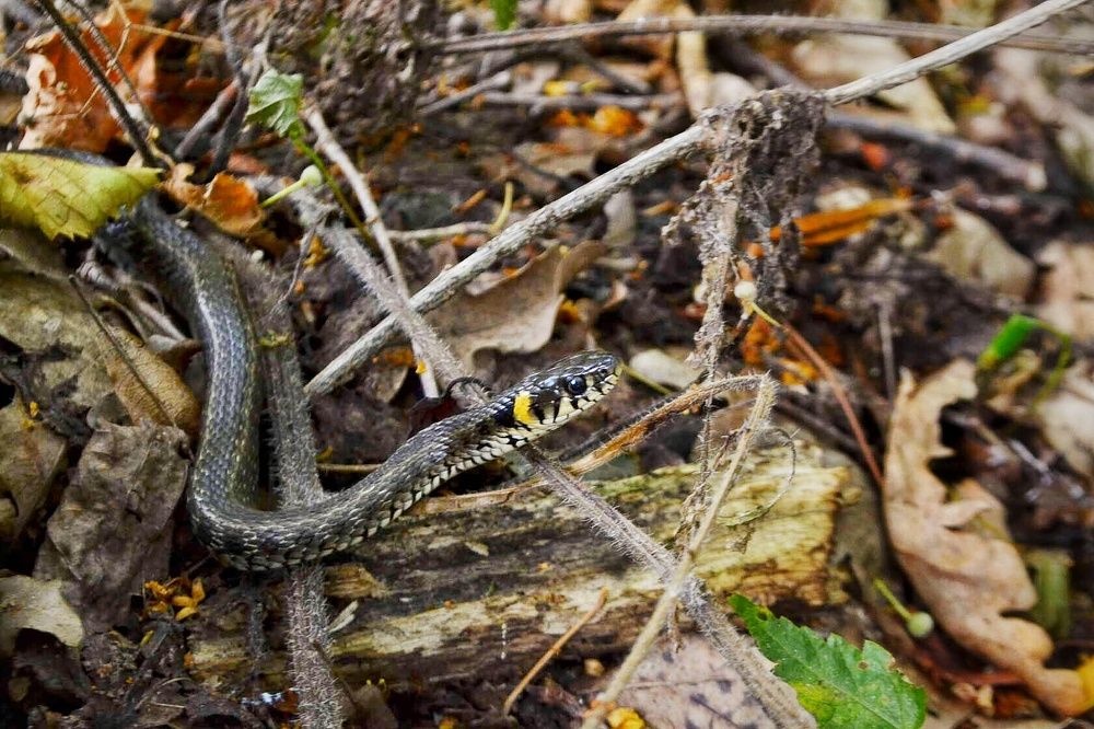 Photograph by Светлана Мазурова