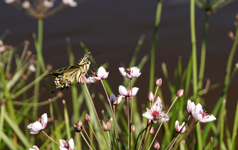 Photograph by Полина Александровна