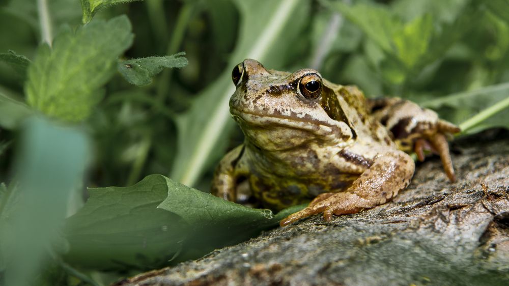 Photograph by Игорь Смирнов