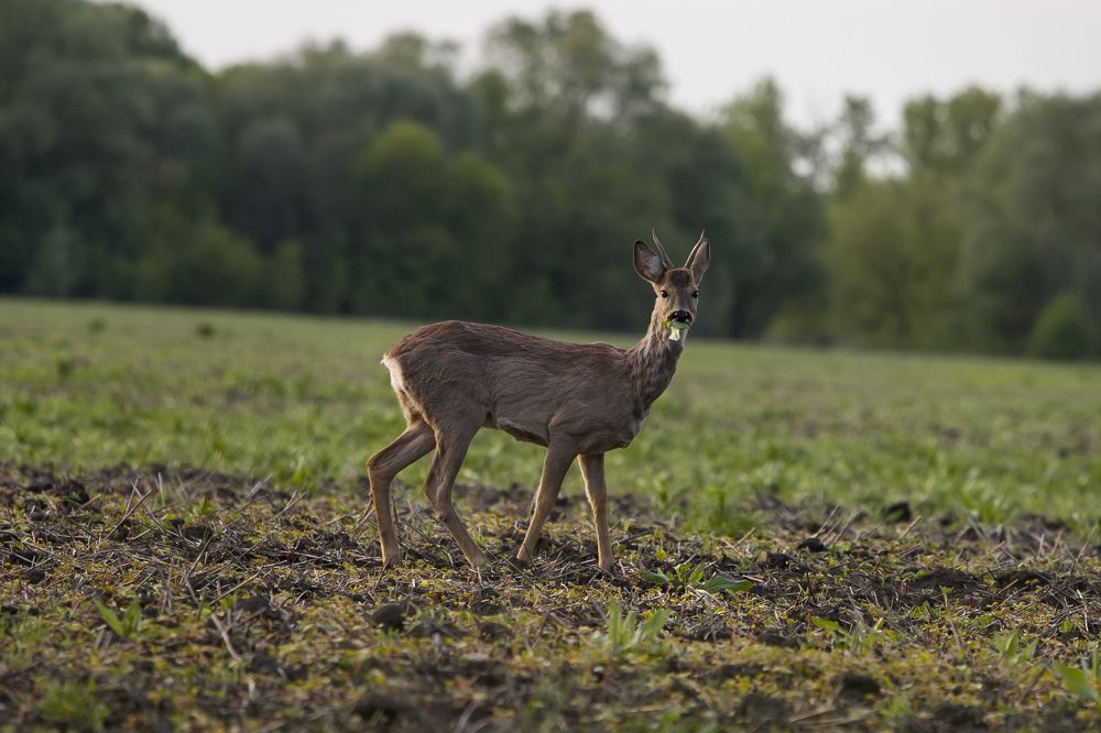 Photograph by Сергей Конюшенко