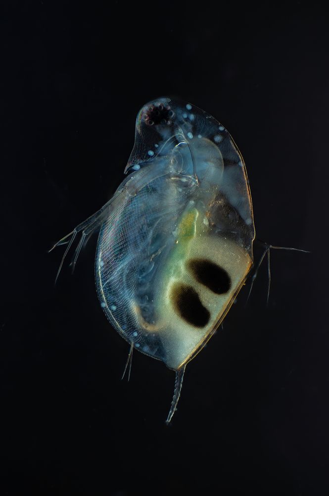 Daphnia