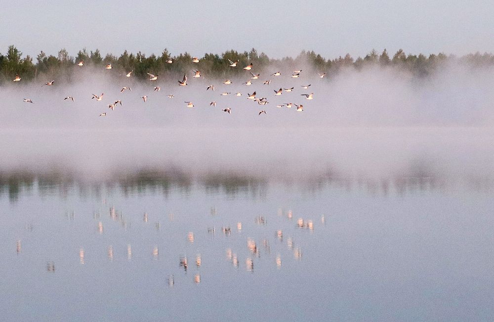 Туманное утро