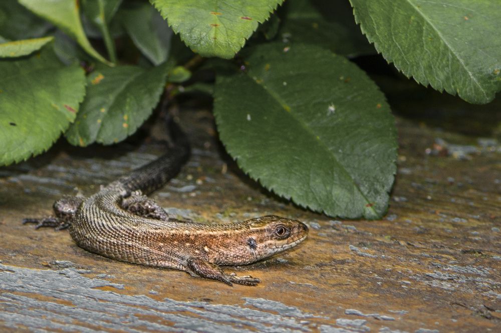 Photograph by Игорь Смирнов