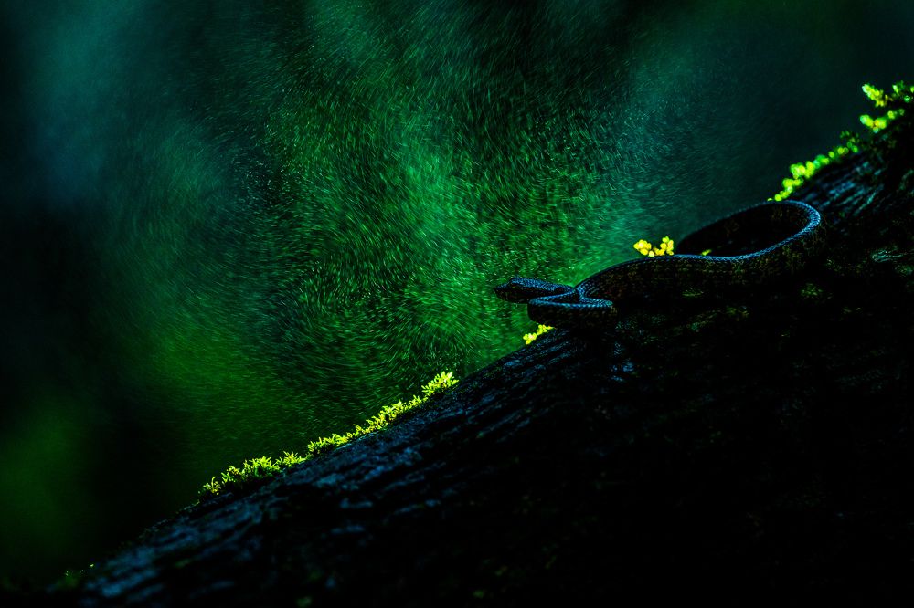 Photograph by Karthik Sriraman