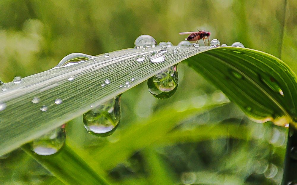 Фотография автора Александр Довганюк
