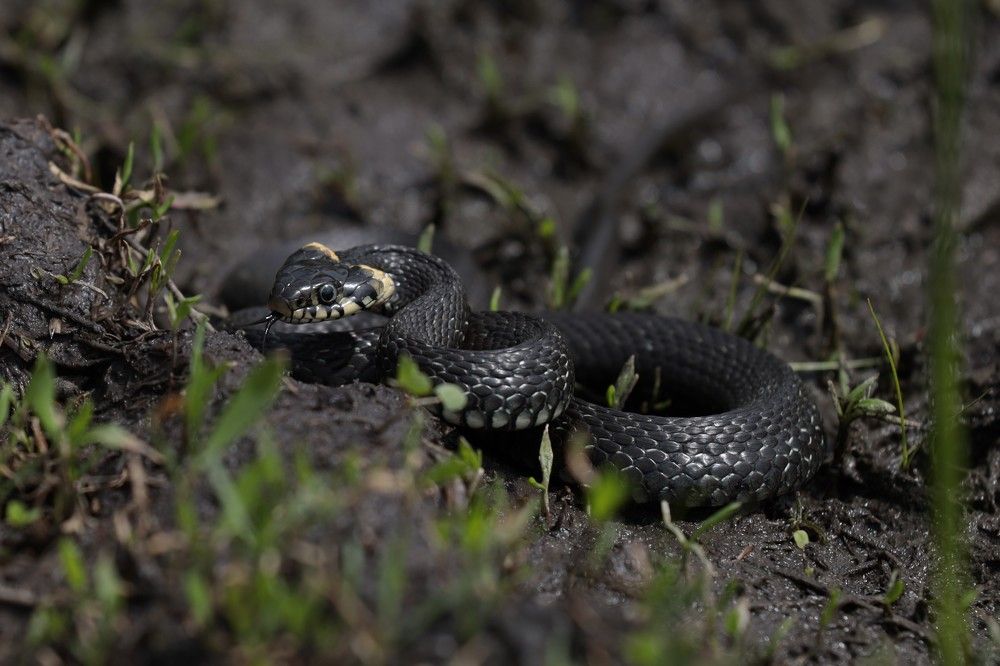 Photograph by Сергей Конюшенко