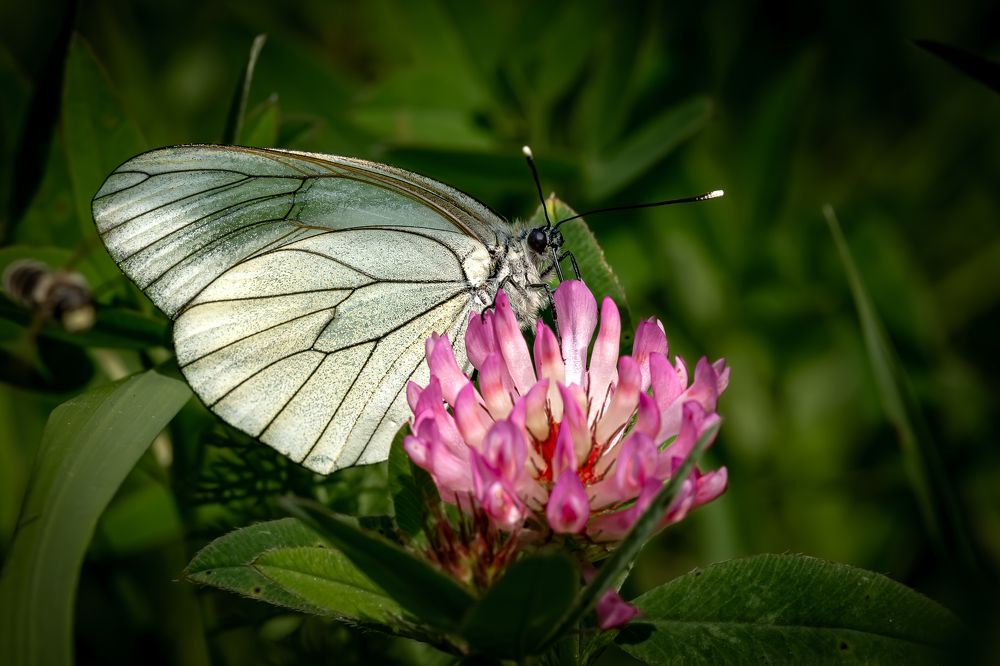 Photograph by Andrea Barlotti