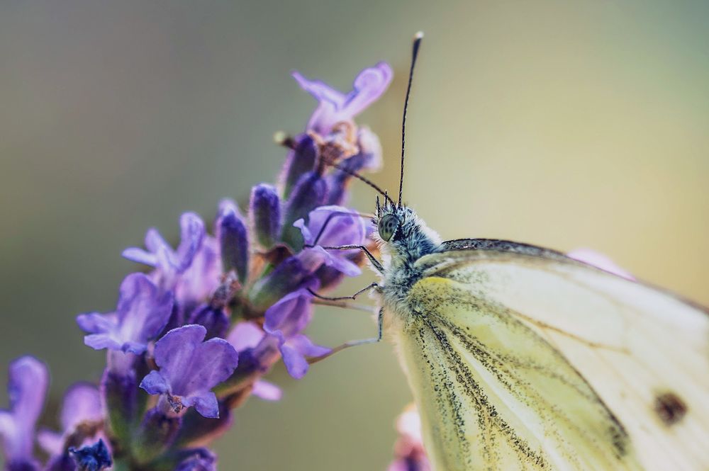 Photograph by Martin Nadymáček