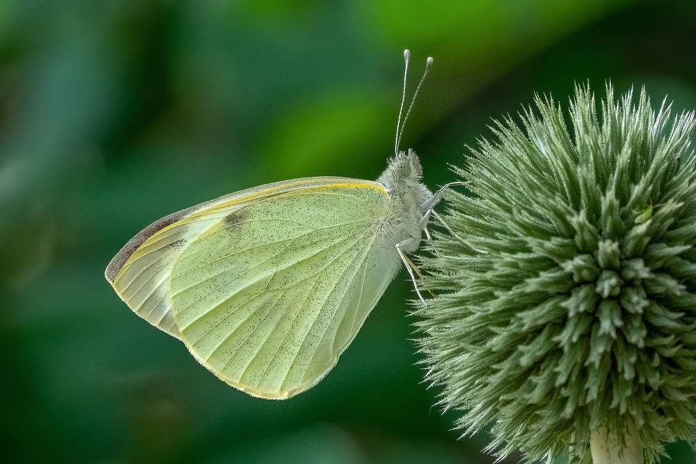 Photograph by Martin Nadymáček