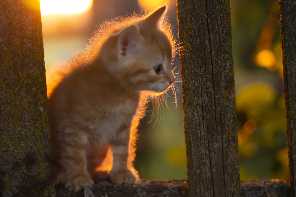 Photograph by Дарья Ващенко-Панкина