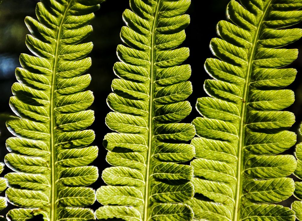 Фотография автора Александр Довганюк