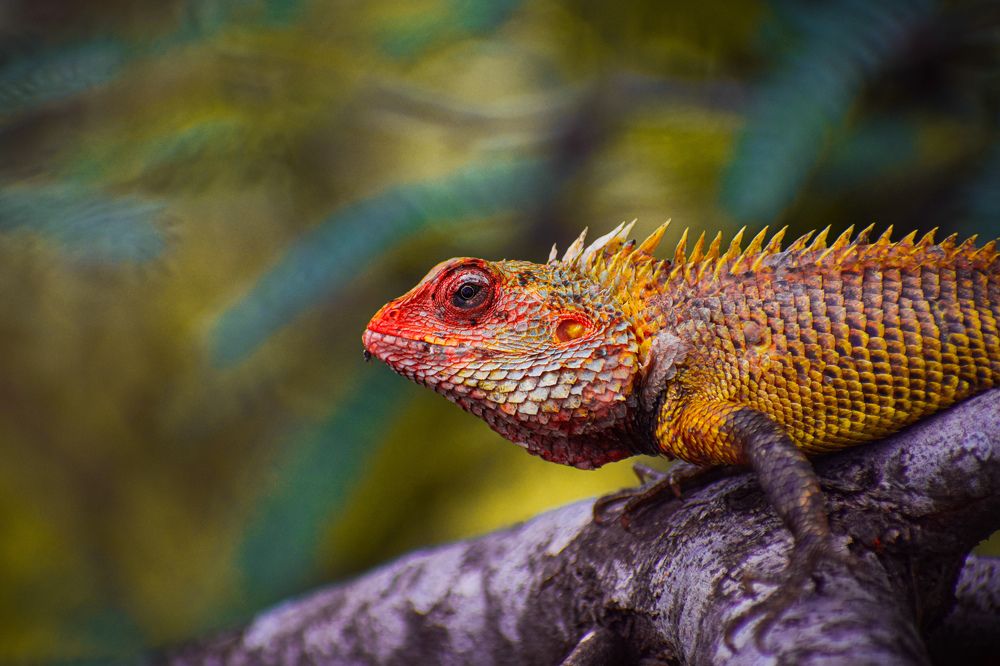 Photograph by Pritam Ghosh