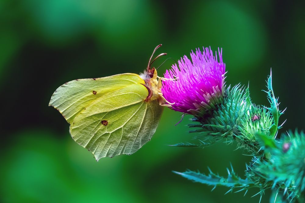 Photograph by Martin Nadymáček