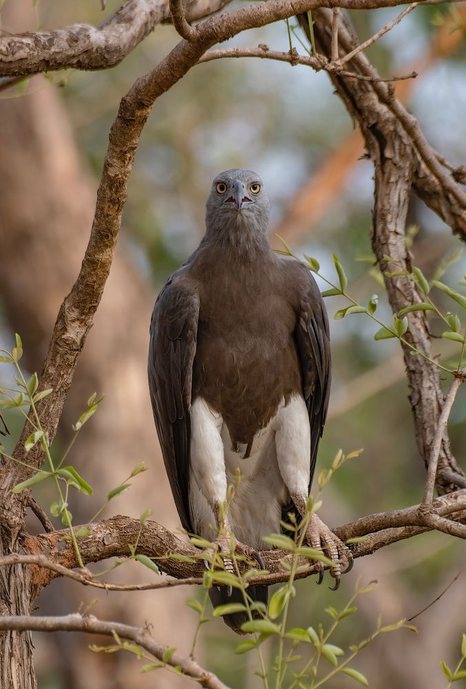 Photograph by Himanshu Athalye