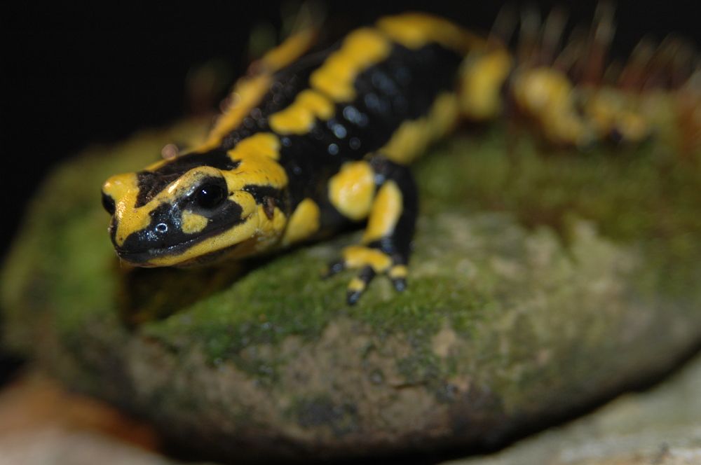 Photograph by Диана Ульянцева