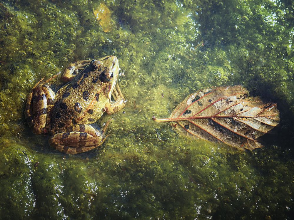 Photograph by Маргарита Смоленская