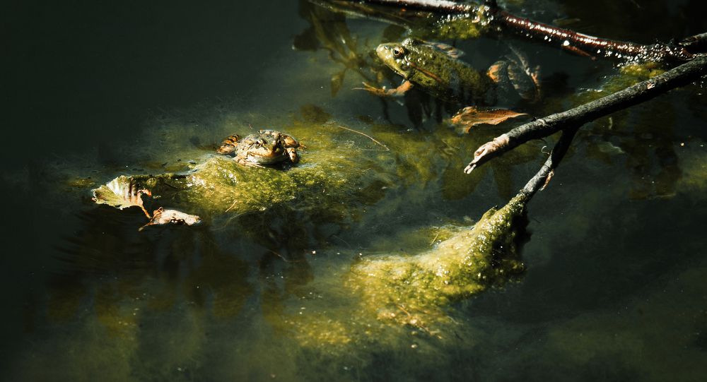 Photograph by Маргарита Смоленская