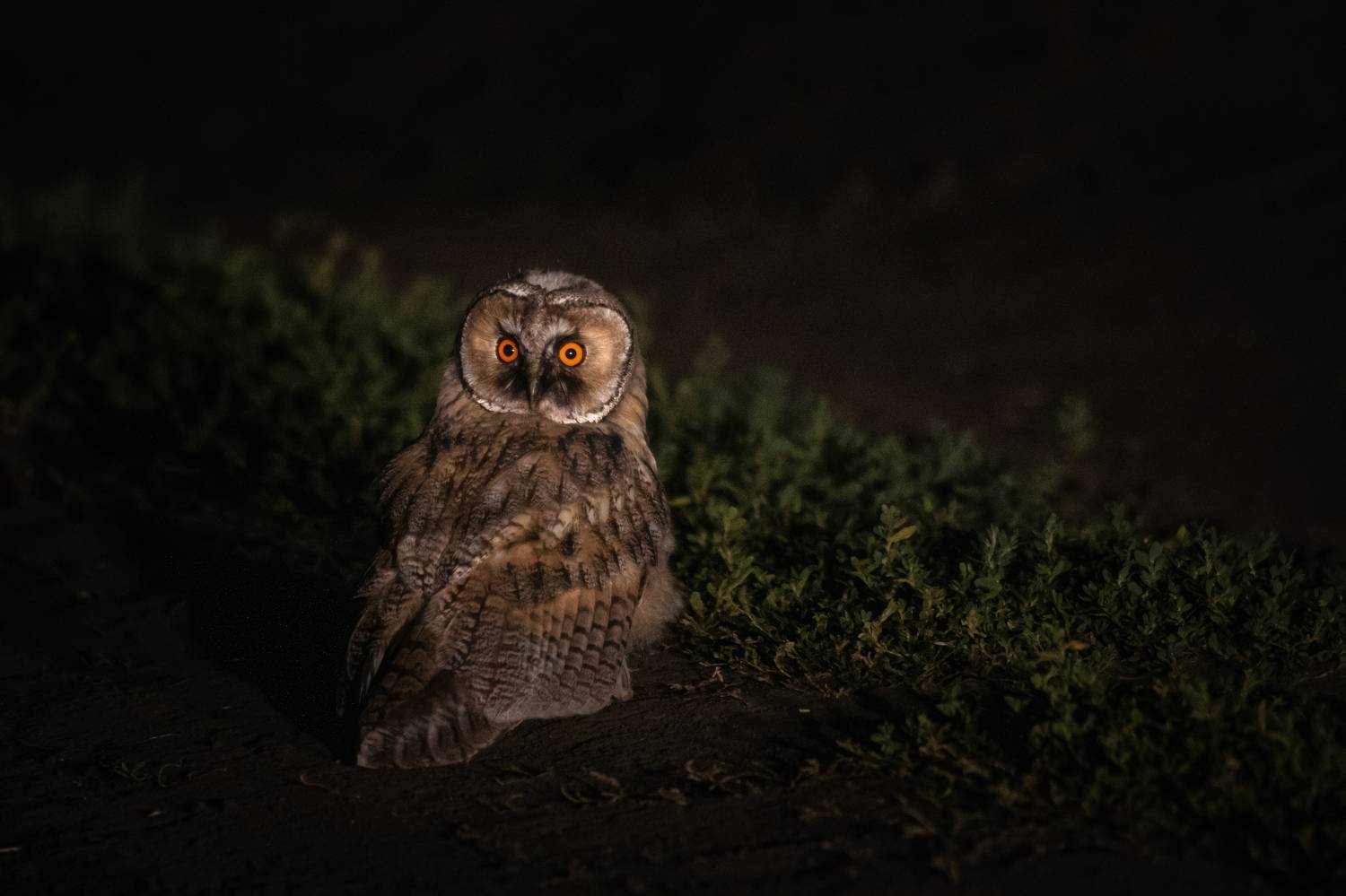 Фотография #9293271