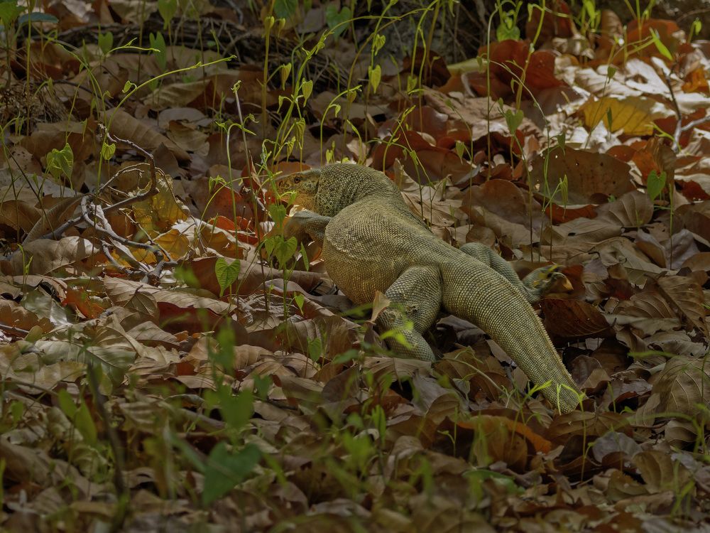Photograph by RAJESH MAHAJAN