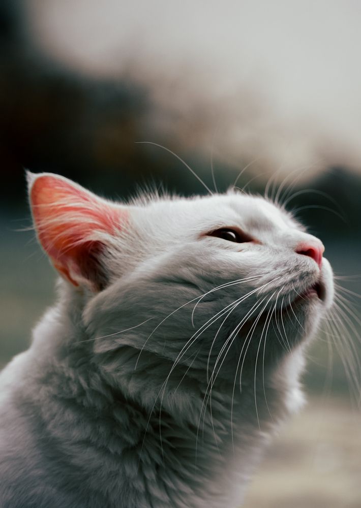 Photograph by Mahemud kadiwala