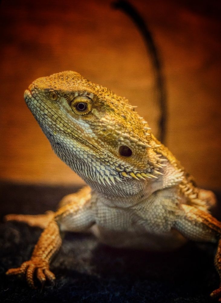 Фотография автора НАТАЛЬЯ СЕВЕР