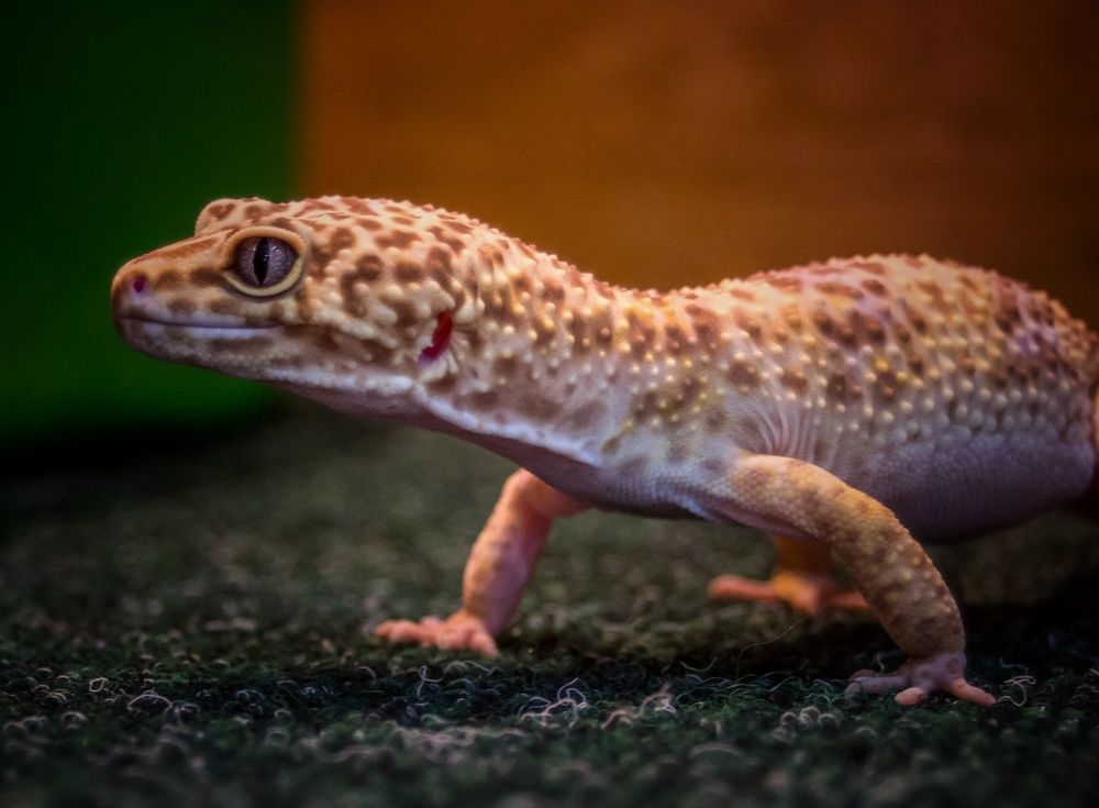 Фотография автора НАТАЛЬЯ СЕВЕР