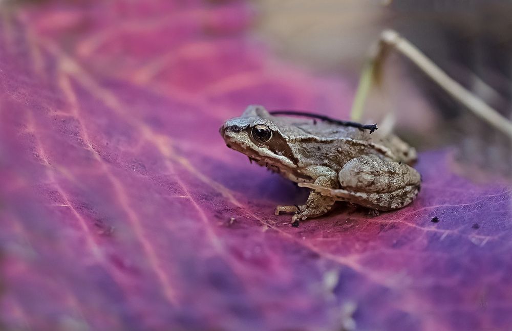 Фотография автора Галина