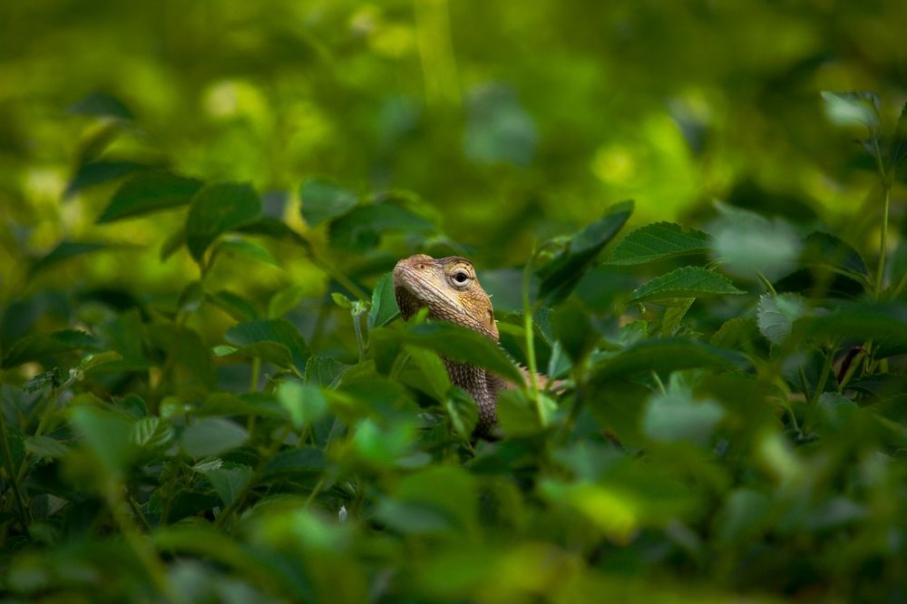 Photograph by Shadab Ishtiyak