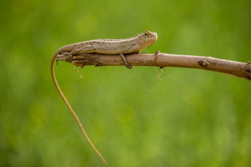 Photograph by Shadab Ishtiyak